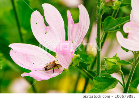 Delicate pink flower Malva alcea. 106679883