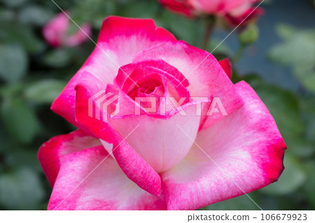 紅玫瑰花 106679923