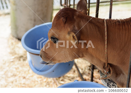飼養澤西奶牛 飼養澤西奶牛 106680032