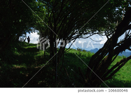 Silhouette of a person passing through green trees 106680046