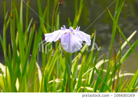 Beautiful iris in the clear stream Beautiful iris in the clear stream 106680169