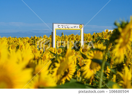 Sunflower Maze Tachibana Bay 106680504