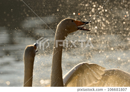 天鵝在奧克 106681807