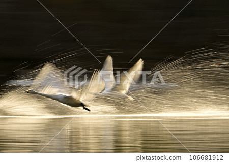 Swan in Oike 106681912