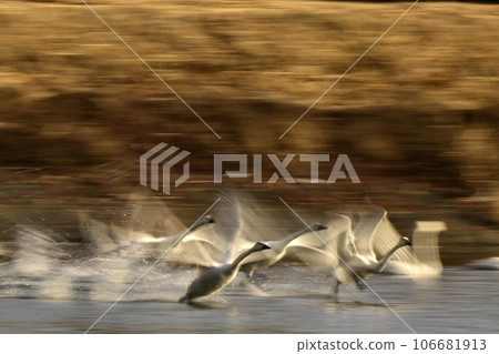 Swan in Oike 106681913