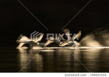 Swan in Oike Swan in Oike 106681916