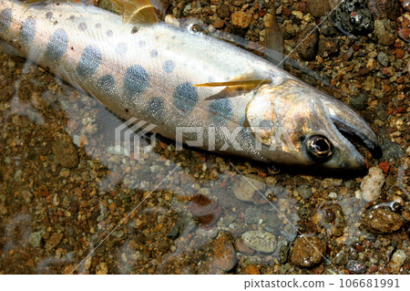 在河津川溪流釣魚捕獲的天子 在河津川溪流釣魚捕獲的天子 106681991
