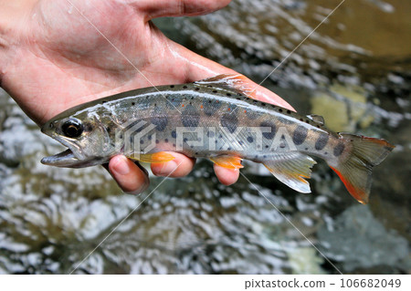 在河津川溪流釣魚捕獲的天子 在河津川溪流釣魚捕獲的天子 106682049