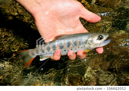 Amago caught by mountain stream fishing in the Kawazu River 106682052