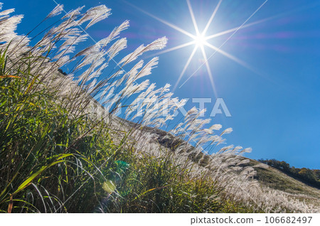 Famous spot for pampas grass [Soni Plateau/Nara Prefecture] 106682497