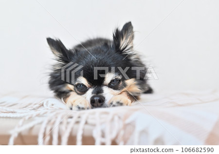 Cute chihuahua dozes with its face in both hands 106682590