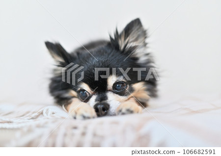 雙手抱臉的可愛吉娃娃 雙手抱臉的可愛吉娃娃 106682591
