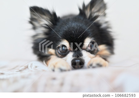 Close-up of a cute Chihuahua with its face on both hands and looking to the side 106682593