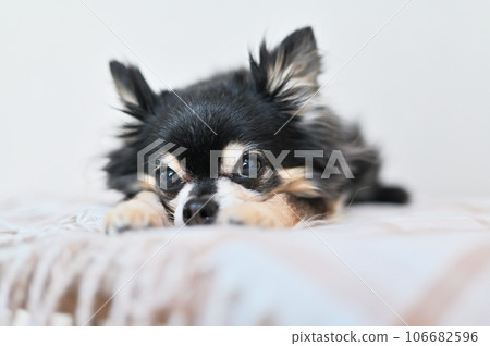 Close-up of a cute chihuahua looking at the camera Close-up of a cute chihuahua looking at the camera 106682596
