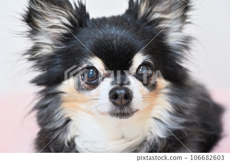 Close-up of a senior chihuahua with a gentle face Close-up of a senior chihuahua with a gentle face 106682603