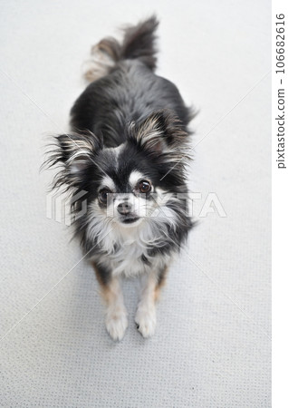 Chihuahua looks up at his tail and makes eye contact 106682616
