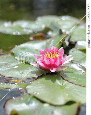 A beautiful water lily lot A beautiful water lily lot 106682638