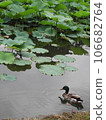 A duck swimming in a lotus pond 106682764