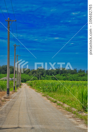 Sugar Cane Field Path 106682765