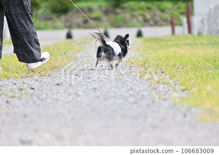 吉娃娃與女主人散步的後視圖 106683009