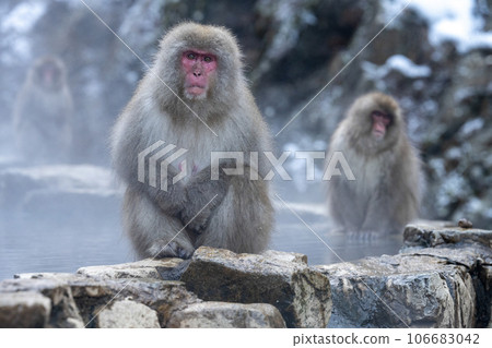 Japanese macaques surrounded by hot spring steam at Jigokudani Monkey Park 106683042