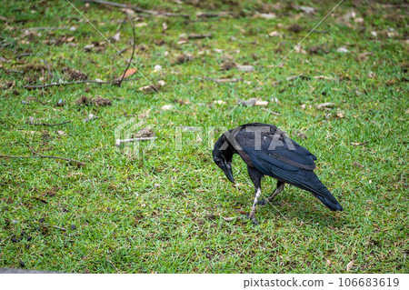 Crow (carrion crow) 106683619