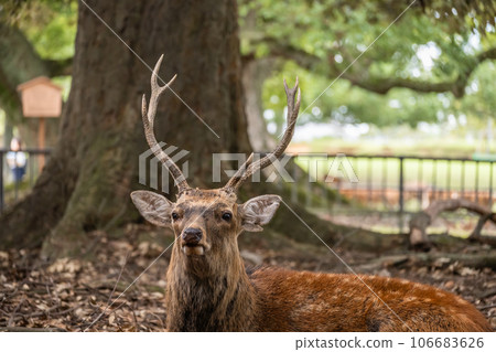 Deer in Nara Park 106683626
