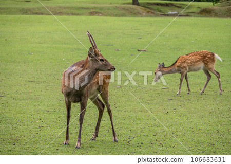 鹿在奈良公園飛日野園地 鹿在奈良公園飛日野園地 106683631