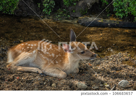 Deer cooling off in a stream 106683657