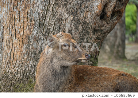deer with fallen antlers 106683669