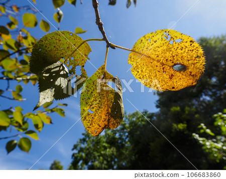 秋天的天空和黃色的樹葉 106683860