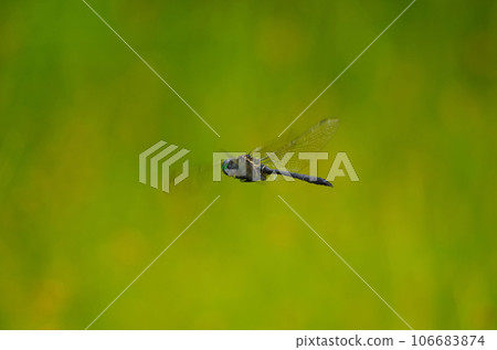 Dragonfly 106683874