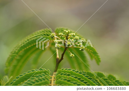 Nem tree Nem tree 106683880