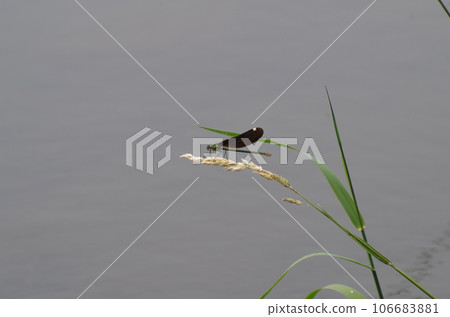 Hagorotorbo Hagorotorbo 106683881