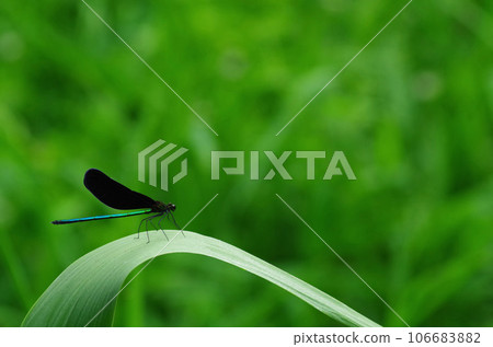 Atrocalopteryx蟬 106683882