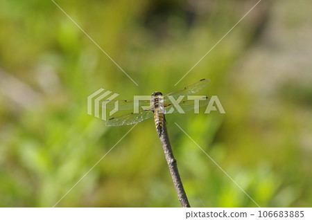 Harabirotonbo 106683885