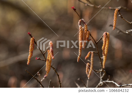 Male hazel flowers starting to bloom Male hazel flowers starting to bloom 106684232