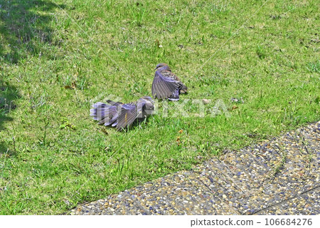 turtle dove feather rest 106684276