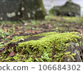 苔 106684302