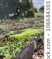 苔 106684303
