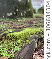 苔 106684304