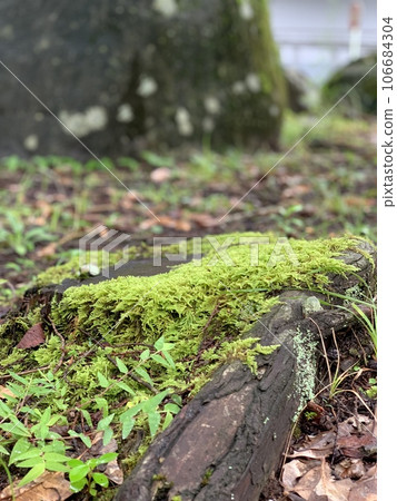 苔 106684304