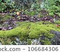 苔 106684306