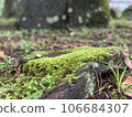 苔 106684307