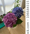 繡球 106684315
