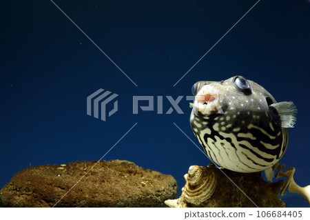 Pufferfish white-spotted puffer fish saltwater fish swimming fish White-spotted puffer puffer Pufferfish white-spotted puffer fish saltwater fish swimming fish White-spotted puffer puffer 106684405