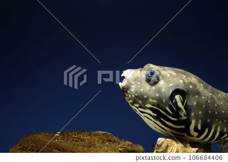 Pufferfish white-spotted puffer fish saltwater fish swimming fish White-spotted puffer puffer 106684406