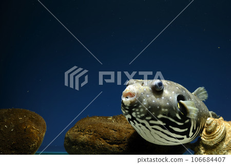 Pufferfish white-spotted puffer fish saltwater fish swimming fish White-spotted puffer puffer Pufferfish white-spotted puffer fish saltwater fish swimming fish White-spotted puffer puffer 106684407