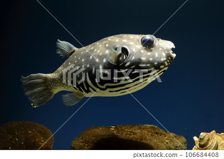 Pufferfish white-spotted puffer fish saltwater fish swimming fish White-spotted puffer puffer 106684408