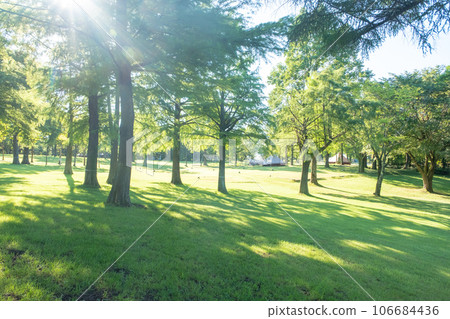 陽光透過樹林灑滿的公園 106684436